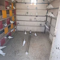 کبوتر دمسبز