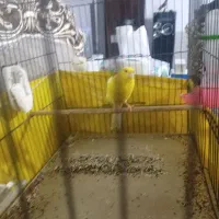 قناری رسمی بلند|پرنده|ورامین, شهرک مدرس|دیوار