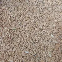 فروش گندم