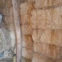 علوفه پرس ۱متر  بدون سیاهی داخل انبار