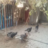 بوقلمون تخم گزار|حیوانات مزرعه|گیان, |دیوار