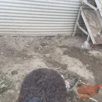 بره نر افشاری جوان