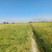 برنج کامفیروزی|خوردنی و آشامیدنی|شیراز, گویم|دیوار