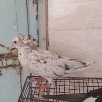 کفتر دم سفید|پرنده|اهواز, حصیرآباد|دیوار