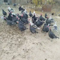 فروش بوقلمون محلی