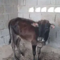 فروش گوساله نر