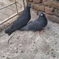 یه جفت کبوتر سیاه|پرنده|ارومیه, |دیوار