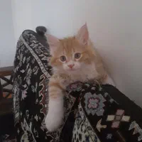 پانسیون خانگی فقط گربه|خدمات پیشه و مهارت|چهارباغ, |دیوار