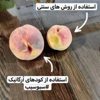 چالکود اصولی با کود کامل ارگانیک|خدمات باغبانی و درختکاری|قروه, |دیوار