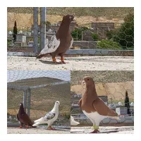 فروش شهری بهبهانی