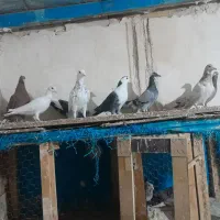 کفتر بوم