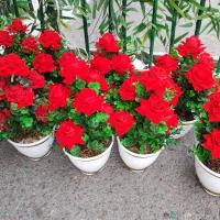 گل رز ۷گل|گل مصنوعی|قم, نیروگاه|دیوار