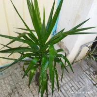 گل زیبای یوکا