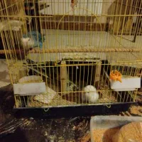 یک جفت طوطی کوتوله برزیلی بچه زا