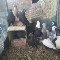 ده تا نر رنگی سوراخ پروندنی
