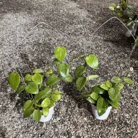 گل آپارتمانی هویا|گل و گیاه طبیعی|سلفچگان, |دیوار