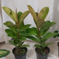 انواع گلهای طبیعی