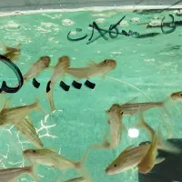 ماهی  گوشتخوار و گیاهخوار زینتی درشت فقط 50000ت|ماهی|مشهد, بهاران|دیوار