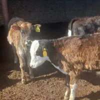 گوساله سیمینتال نر|حیوانات مزرعه|بوئین زهرا, |دیوار