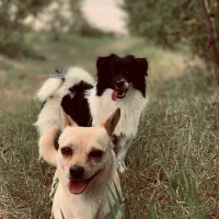 فروش نژاد های شیواوا و پامر اشپیتز هردو نر|سگ|سورک, |دیوار