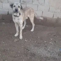 گمشده