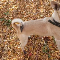 سگ پاکوتاه معاوضه ای|سگ|یزد, |دیوار