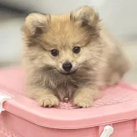 پامرین خرسی پرتقالی|سگ|تهران, باغ خزانه|دیوار