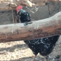 تخم مرغ نطفه دار|حیوانات مزرعه|پاکدشت, پارچین|دیوار