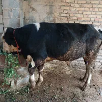 گوساله نر سیمینتال