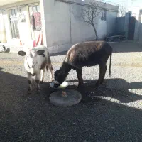 باسلام‌‌‌گاومیش‌نر‌وگوساله‌نر