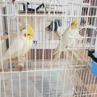 یک جفت طوطی عروس هلندی سخنگو بندر دیّر