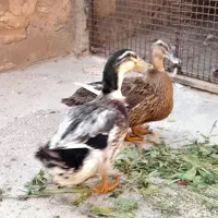 اردک تخم گزار|پرنده|مسجد سلیمان, |دیوار