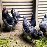 تخم مرغ گلین|حیوانات مزرعه|کرمانشاه, |دیوار