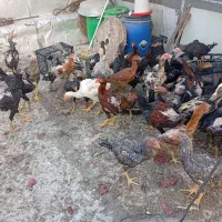 نوچه مرغ و خروس لاری اصل