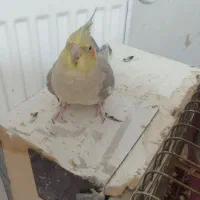 پرنده|پرنده|محمدیه-قزوین, |دیوار