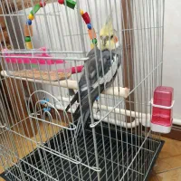 عروس هلندی|پرنده|محمدشهر, کوی بهار|دیوار