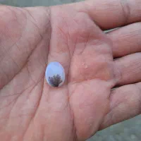 شجر کلکسیونی