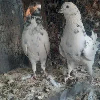 کبوتر پرشی|پرنده|مبارکه, |دیوار