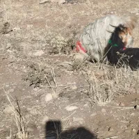 بز میش دوبر|حیوانات مزرعه|اردل, |دیوار