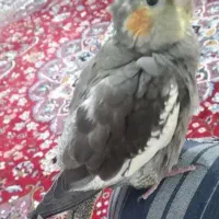 جوجه عروس هلندی