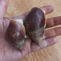 حلزون وخاویار و خاک کوکوپیت