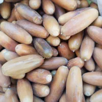 بلوط جنگلی|خوردنی و آشامیدنی|بانه, |دیوار