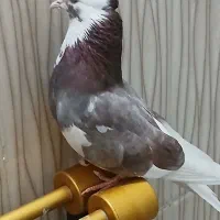 جفت شازده|پرنده|نسیمشهر, |دیوار