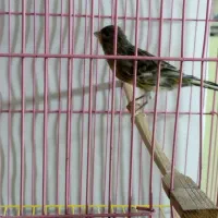 قناری سالم|پرنده|لنگرود, |دیوار