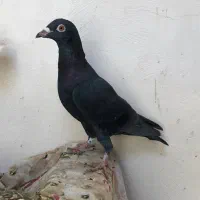 گندم کفتر|لوازم جانبی حیوانات|مشهد, امیریه|دیوار