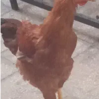 مرغ و خروس