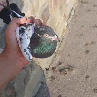 کبوتر قارا کوینی|پرنده|گرمی, |دیوار