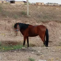 اسب کرد|اسب و تجهیزات اسب‌سواری|میاندوآب, |دیوار