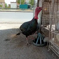 بقل عمو ۱۱کیلوی