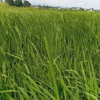 زمین کشاورزی|فروش دفتر صنعتی، کشاورزی، تجاری|آمل, |دیوار